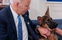 美媒：拜登的宠物犬多次咬伤特勤人员 已被送离白宫
